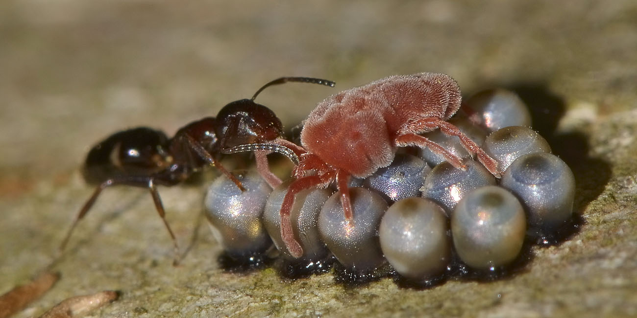 Trombidiidae razziatori di uova di opilioni e di afidi